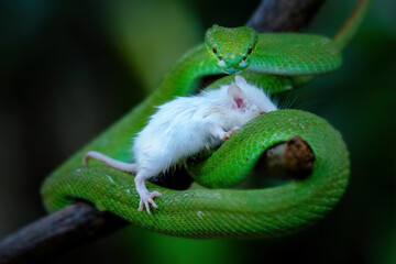 green viper on a tree