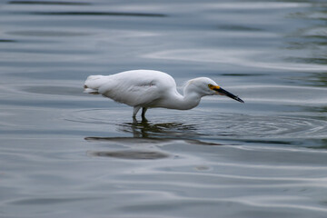 Bird Egretta thula looking for small fish to eat
