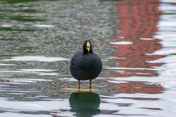 Fulica armillata bird looking for lake insects to eat