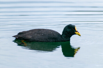 Fulica armillata bird looking for lake insects to eat