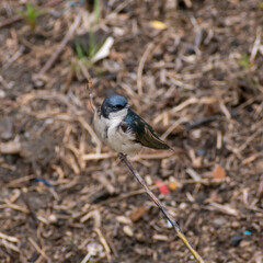 Chilean swallow perched on a branch