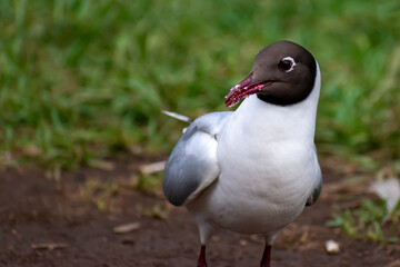 Leucophaeus pipixcan eating cake cream