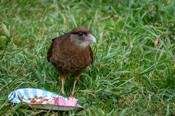 Chimango eating a piece of birthday cake