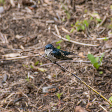 Chilean Swallow Perched On A Branch