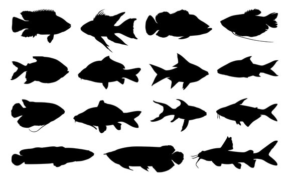 Images of various types of freshwater fish in silhouette format