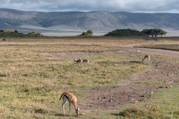 Ngorongoro Crater. Safari in Tanzania, Africa