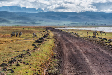 Obraz premium Zebras in Ngorongoro Crater. Safari in Tanzania, Africa