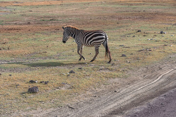 Zebras in Ngorongoro Crater. Safari in Tanzania, Africa
