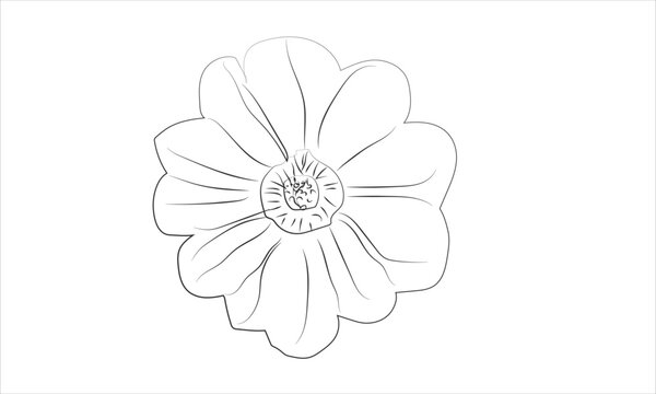 line art flower and vector art beautiful flower line art design and nature beautiful flower 