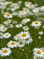Obraz na płótnie Canvas daisies in the field