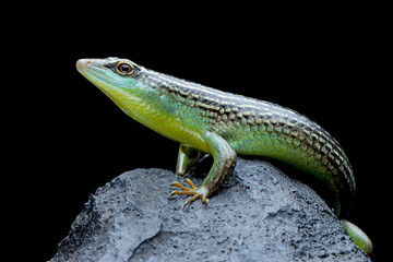 Olive Dasia Tree Skink lizard closeup on stone with isolated background