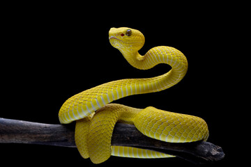 The Yellow White-lipped Pit Viper (Trimeresurus insularis) closeup on branch with black background, Yellow White-lipped Pit Viper closeup