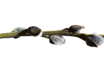 Pussy willow buds on a white background