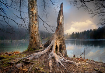 Lake in the forest at sunset with tree trunk in the foreground