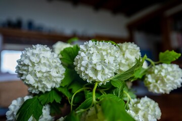 close up of flowers in a house