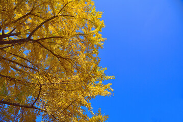 イチョウの黄葉3