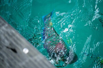 tropical island in queensland australia