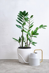 Watering can and Zamioculcas houseplant on concrete table at home