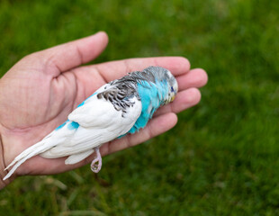 Owner or vet holding beautiful dead budgie in hand for checking up the cause of its death