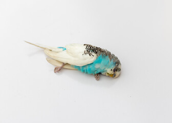 Small budgerigar dead bird on white isolated background