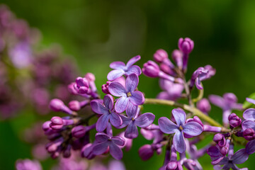 Syringa vulgaris flower growing in meadow, macro	