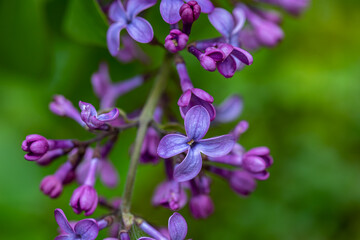 Fototapeta premium Syringa vulgaris flower growing in meadow, macro 