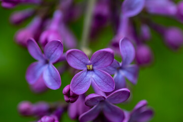 Obraz premium Syringa vulgaris flower growing in meadow, macro 