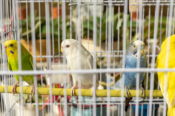 White albino red eye budgie in a cage. selective focus