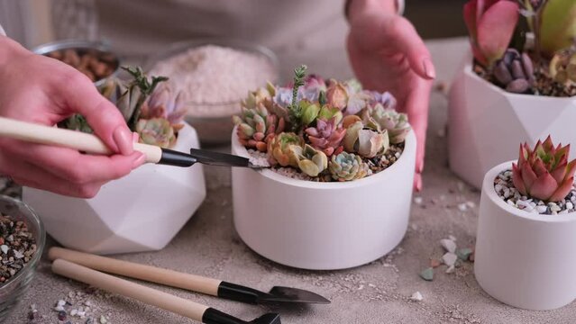 Woman cultivating houseplants groups in a pots on concrete table - Echeveria and Pachyveria opalina Succulents