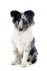 Shetland Sheepdog in studio