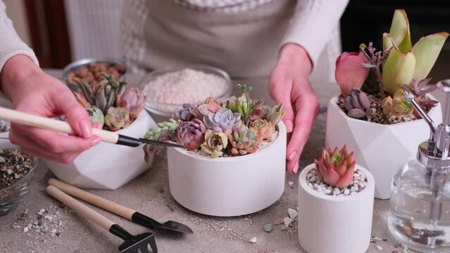 Woman cultivating houseplants groups in a pots on concrete table - Echeveria and Pachyveria opalina Succulents