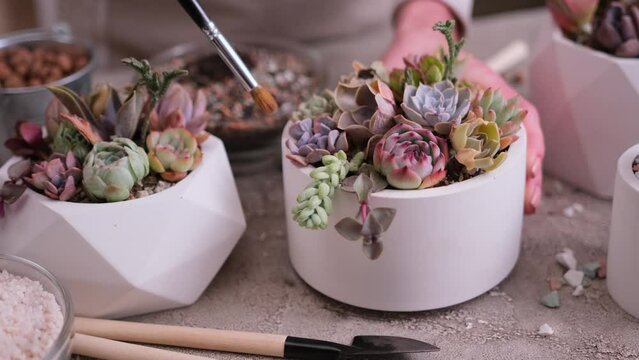 Woman cultivating houseplants groups in a pots on concrete table - Echeveria and Pachyveria opalina Succulents