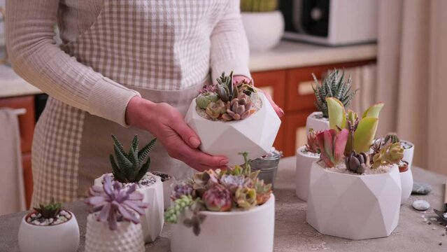 Woman holding pot with group of houseplants potted - Echeveria and Pachyveria opalina Succulents