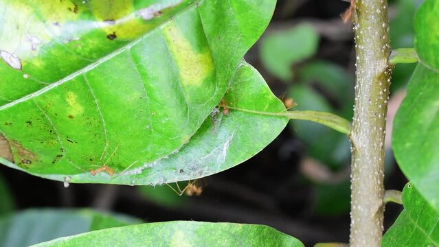 Red ants build their nests by joining forces to pull leaves together 