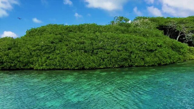 Bobos birds flying over tropical mangrove with shallow water turquoise caribbean sea