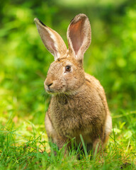close-up portrait of a wild hare. portrait of a lepus europaeus.