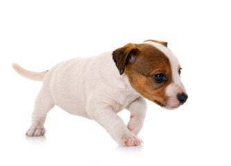 puppy jack russel terrier