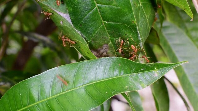 Red ants build their nests by joining forces to pull leaves together 