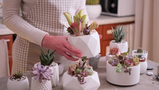 Woman holding pot with group of houseplants potted - Echeveria and Pachyveria opalina Succulents