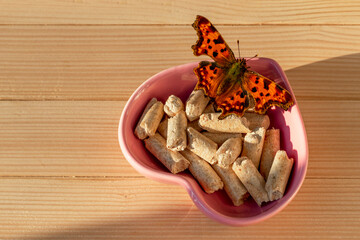 Bright orange Butterfly on wood pellets for cat litter. Anglewing Butterfly. Anglewing Butterfly....