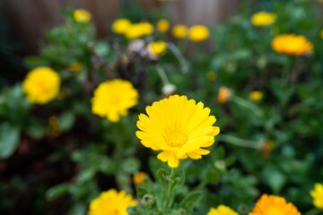 yellow flowers in a bed in a park in australia