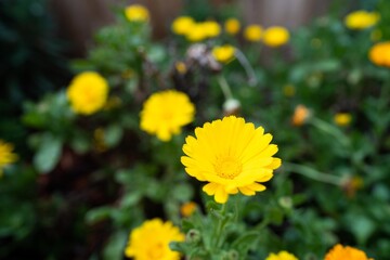 beautiful flowers in a park