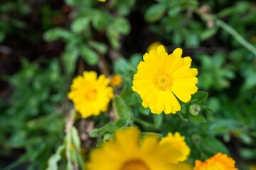 yellow flowers in a bed in a park in australia