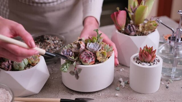 Woman cultivating houseplants groups in a pots on concrete table - Echeveria and Pachyveria opalina Succulents