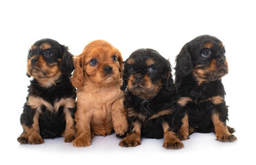 puppies cavalier king charles