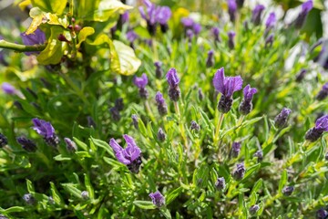 yellow flowers in a bed in a park in australia