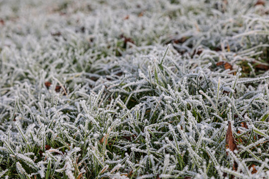 Close-up of grass with hoar frost and icy crystals (focus on foreground)