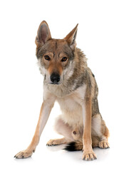  czechoslovakian wolf dog