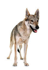  czechoslovakian wolf dog