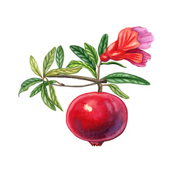 Red pomegranate fruit on a branch with a flower watercolor ibotanical llustration. Realistic image of a tree branch on an isolated background